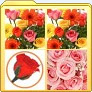 Fiori