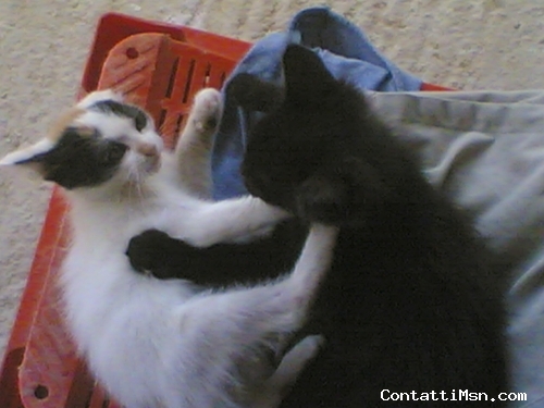 caio90 - Ascoli Piceno