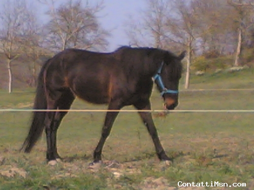 caio90 - Ascoli Piceno