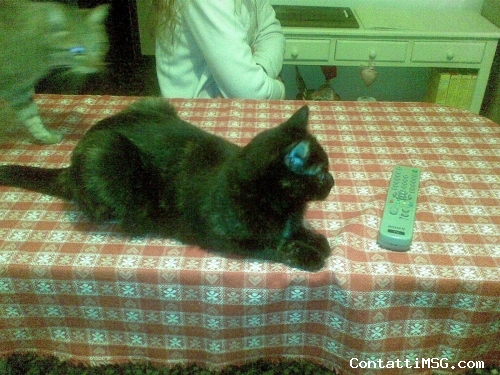 carloluna - Pordenone