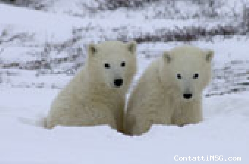 orso3 - Brescia