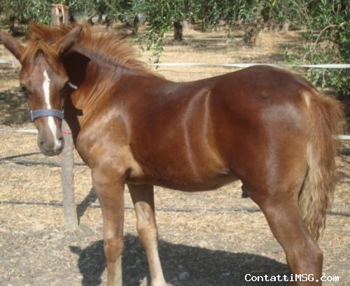 fedro_puledro - Roma