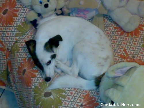 Mirko-_-87 - Perugia